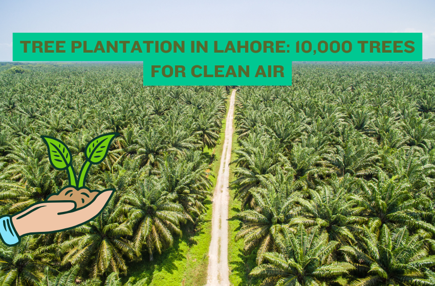 Tree Plantation in Lahore: 10,000 Trees for Clean Air