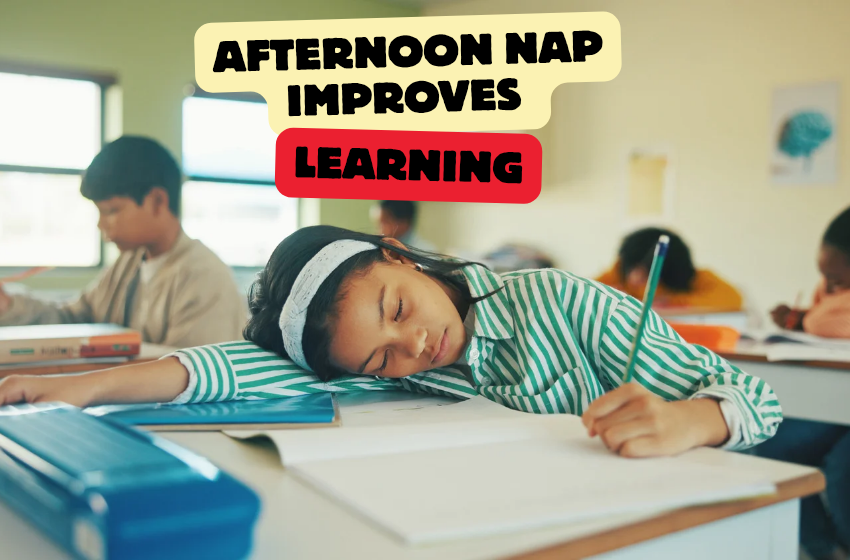 Afternoon Nap Improves Learning, Study Shows